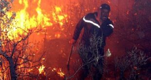حرائق الغابات تستعر بالجزائر وتودي بحياة 42 شخصا بينهم جنود