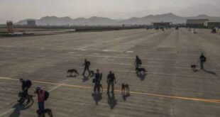 الكلاب الأميركية جلست في مقاعد الطائرة والأفغان تشبثوا بعجلاتها من الأسفل.. شاهد!