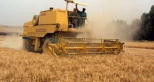 روسيا ترفع رسوم التصدير على القمح مع استقرار الذرة