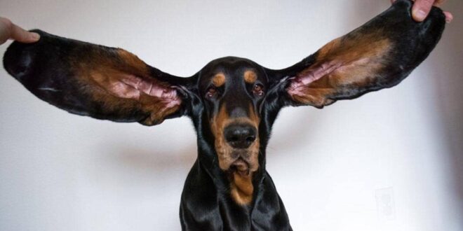 بالصور: كلب يدخل موسوعة "غينيس" بفضل طول أذنيه