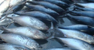 21 حالة تسمم غذائي بسمك “البلميدا” في اللاذقية