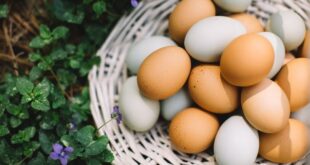 تعرف إلى الفرق بين البيض البني والأبيض.. أيهما أكثر فائدة؟