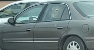 بقرة داخل سيارة تثير دهشة زبائن “ماكدونالدز”.. كانت تنتظر دورها في طابور “الحصول على برغر”! (فيديو)