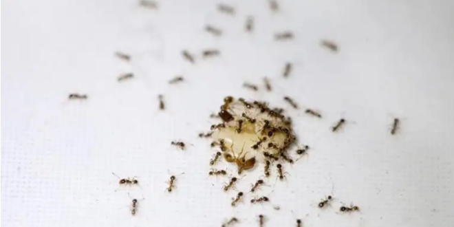 رشة واحدة منه تبعد النمل عن منزلك