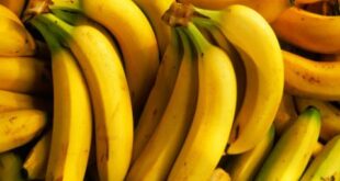 سعر الموز يلامس العشرين ألفاً.. وغرف الزراعة تؤكد الدخول غير النظامي للأسواق