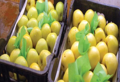 شروط مصرية جديدة تهدد تسويق 80 بالمئة من إنتاج التفاح السوري