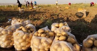 وقف تصدير البطاطا حتى منتصف آذار 2022