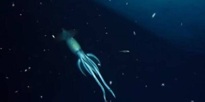 العثور على "مخلوق أكبر من الإنسان" في البحر الأحمر