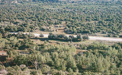 غابة الرحا تخسر أشجارها المعمرة وسعر