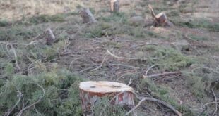 كارثة جديدة بحق الحراج.. قطع 460 شجرة معمّرة في موقع القينة بالسويداء