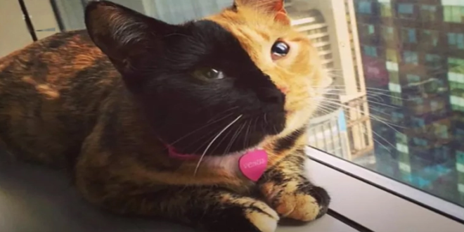 قطة ذات وجهين تأسر قلوب رواد “تيك توك