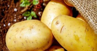كيلو البطاطا إلى 1800 ليرة.. من تاجر