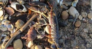 آلاف المخلوقات ميتة على الشاطئ.. ماذا يحدث في بريطانيا؟