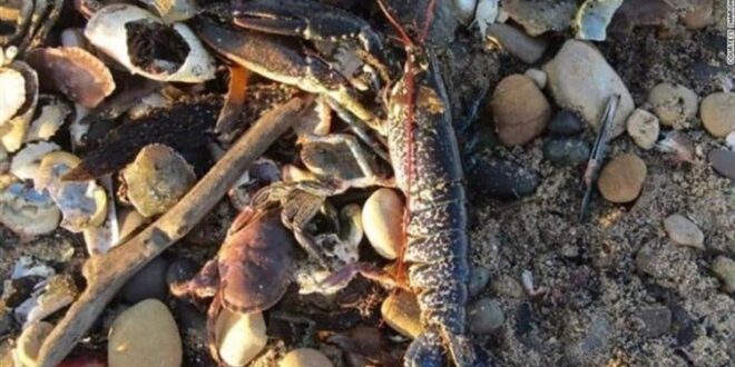 آلاف المخلوقات ميتة على الشاطئ.. ماذا يحدث في بريطانيا؟