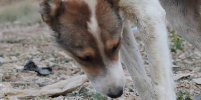مواطن سوري يطالب الحكومة بإضافة كلابه