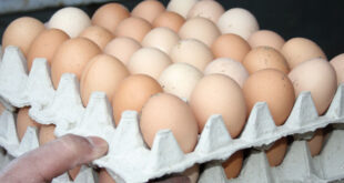 البيض يحلق مجدداً وسعر البيضة الواحدة يصل لحدود 500 ليرة!