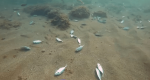 لبنان: بشكل غريب نفوق آلاف الأسماك بصيدا