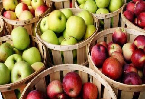 سورية تسعى لتصدير الحمضيات والتفاح إلى روسيا
