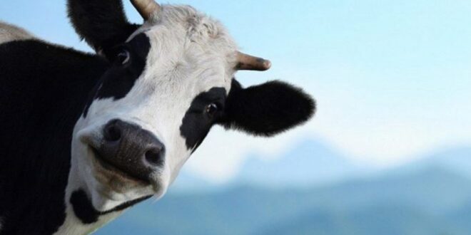 البقرة تأكل أسبوعياً بما يوازي راتب شهرين لموظف