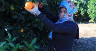 مسؤول تركي: لولا المزارعون السوريون