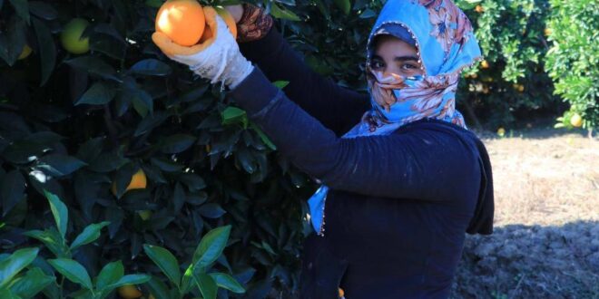 مسؤول تركي: لولا المزارعون السوريون