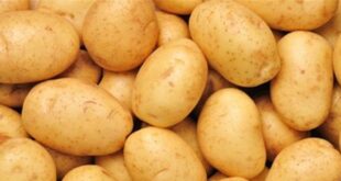 البطاطا اللبنانية بالدولار إلى سوريا بدلاً من الخليج