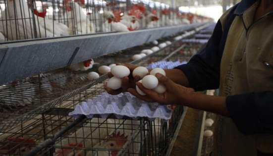 مقترح لوقف ارتفاع أسعار البيض والفروج