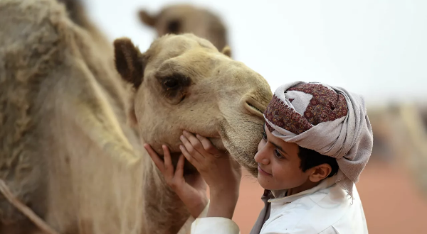 استبعاد 40 جملا في مهرجان الإبل في السعودية بسبب "البوتوكس"... فيديو وصورة