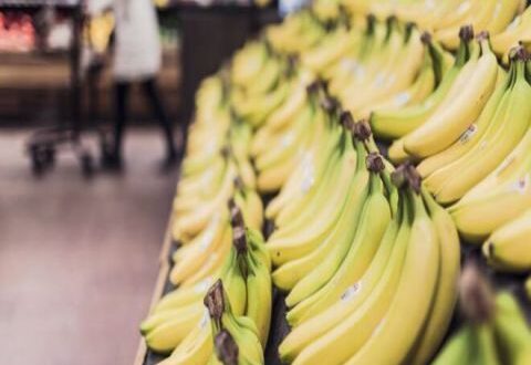لماذا لم تنجح زراعة الموز بسورية