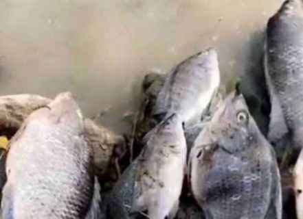 السعودية.. كيف وصلت الأسماك لسيول الطائف؟.. لغز حير الجميع.. (فيديو)