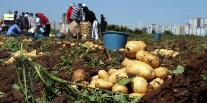 غلاء بذار البطاطا تمنع المزارعين من زراعة كامل محصولهم