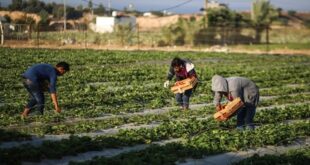 حصاد عام 2021.. الأمن الغذائي السوري "المستهدَف الأول"