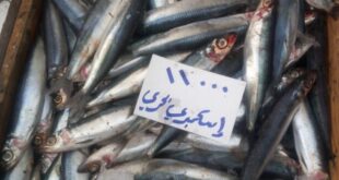 الأسماك واللحوم ترتفع في دمشق معلنة الاحتفال