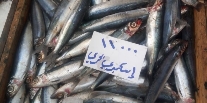 الأسماك واللحوم ترتفع في دمشق معلنة الاحتفال