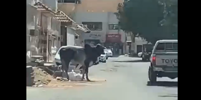 بالفيديو.. ثور هائج يتجول داخل حي سكني في السعودية