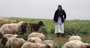 سوريا تخسر نحو نصف قطيعها الحيواني