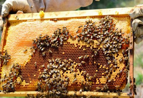 الزراعة تؤكد: النحل في اللاذقية وحمص لم يهاجر