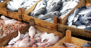 أرخص نوع سمك بـ15 ألف ليرة... وصيادون يهجرون المهنة!