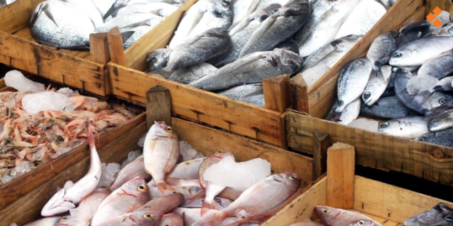 أرخص نوع سمك بـ15 ألف ليرة... وصيادون يهجرون المهنة!