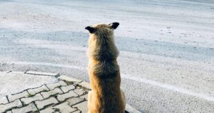 بالفيديو | كلب ينتظر صاحبه الذي لن يعود.. ويفطر قلوب الملايين