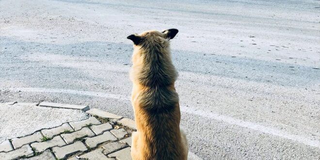 بالفيديو | كلب ينتظر صاحبه الذي لن يعود.. ويفطر قلوب الملايين
