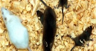 أنثى فأر معدلة وراثيا تضع مواليد جدد بمفردها