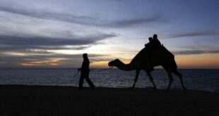 شاهد ردة فعل ناقة رأت صاحبها الذي باعها منذ فترة