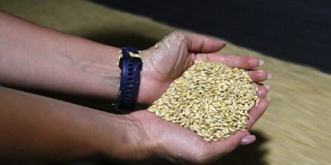 سوريا تكشف عن وضع مخزون القمح لديها