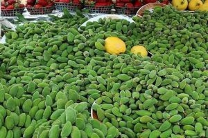 " العوجا " تحطم الارقام القياسية بدخولها الموسم ب ١٥ ألف ليرة للوقية!