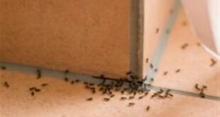 احذري.. أسباب تجعل منزلك بيئة خصبة لجذب الحشرات