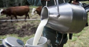 الحليب يسابق الخضار والفواكه في ارتفاع الأسعار