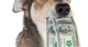 صورة كلب تكلف فتاة إماراتية 5 آلاف دولار