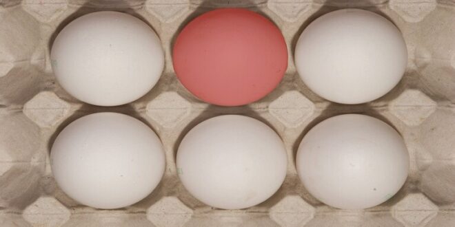 كم بيضة يمكن أن نأكل صحيا في الأسبوع
