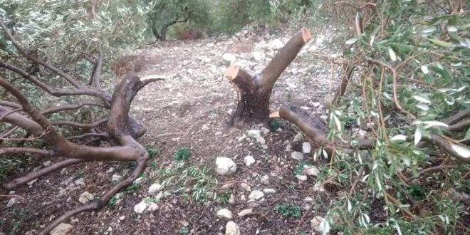 أهالي يناشدون الجهات المعنية: عصابة قطعت 80 شجرة زيتون خلال يومين